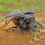 Heliocopris japetus